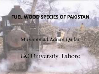 FUEL WOOD SPECIES OF PAKISTAN
Muhammad Adnan Qadar
GC University, Lahore
 