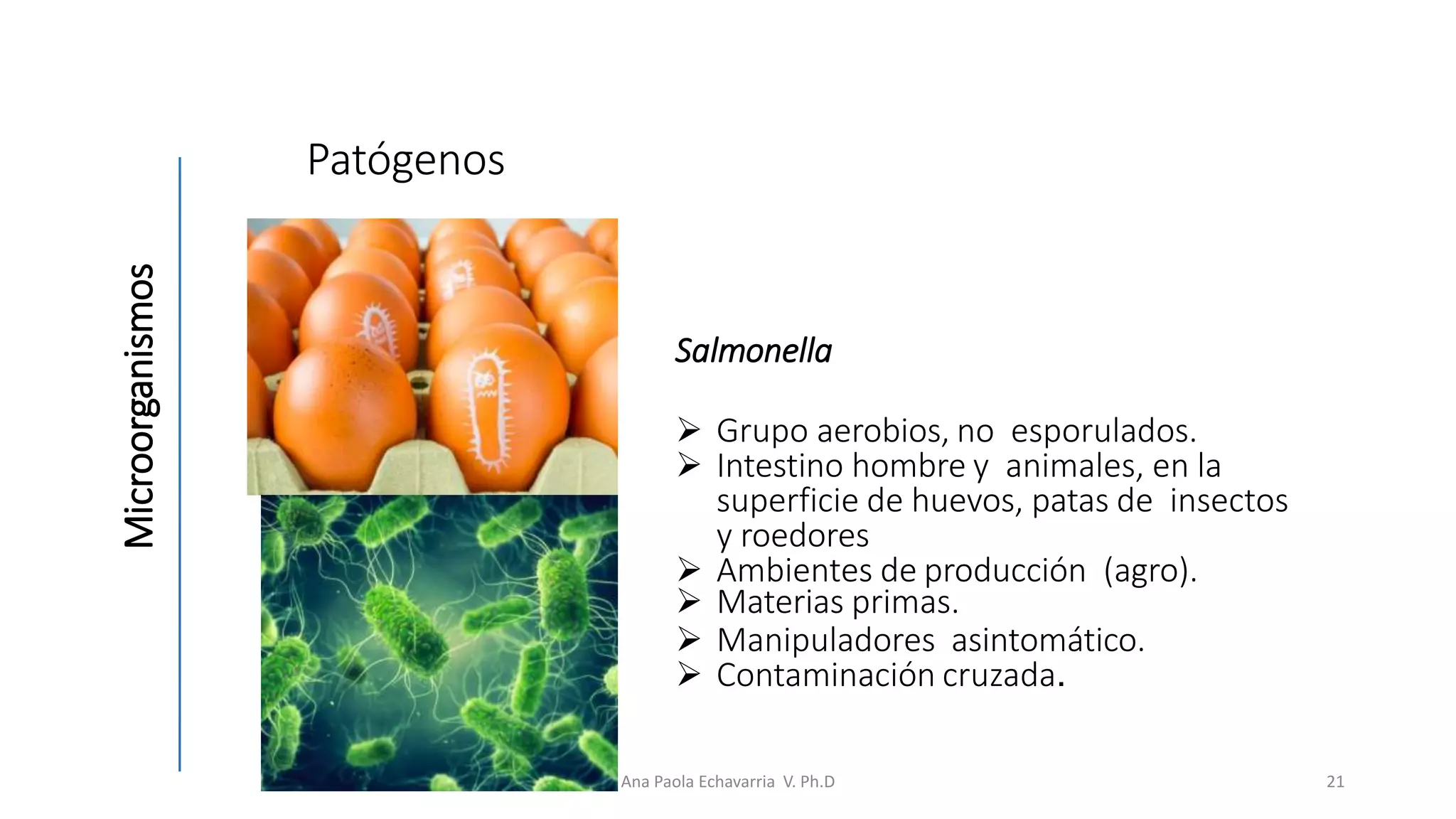 Fuentes de contaminación microbiana de los alimentos.pptx