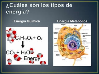Energía Química   Energía Metabólica
 