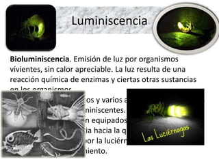 Luminiscencia
Bioluminiscencia. Emisión de luz por organismos
vivientes, sin calor apreciable. La luz resulta de una
reacción química de enzimas y ciertas otras sustancias
en los organismos.
Bacterias, algas, hongos y varios animales invertebrados
tienen especies bioluminiscentes. Algunos peces de
mares profundos están equipados con órganos que
producen luminiscencia hacia la que se ve atraída la
presa. La luz emitida por la luciérnaga hembra atrae al
varón para el apareamiento.
 