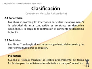 Clasificación
(Contracción Muscular Anisométrica)
2.1 Concéntrica
Las fibras se acortan y las inserciones musculares se aproximan. Si
la velocidad de esta contracción es constante se denomina
Isocinética, si la carga de la contracción es constante se denomina
Isotónica.
2.2 Excéntrica
Las fibras ↑ su longitud, existe un alargamiento del musculo y las
inserciones musculares se separan.
Pliométrica
Cuando el trabajo muscular se realiza primeramente de forma
Excéntrica para inmediatamente solicitarle un trabajo Concéntrico.
2. MODALIDADES O MANIFESTACIONES DE LA FUERZA
 