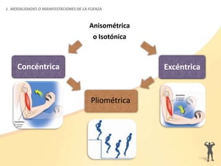2. MODALIDADES O MANIFESTACIONES DE LA FUERZA
Pliométrica
Concéntrica Excéntrica
Anisométrica
o Isotónica
 