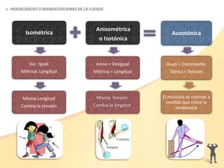 2. MODALIDADES O MANIFESTACIONES DE LA FUERZA
Anisométrica
o Isotónica
Aniso = Desigual
Métrica = Longitud
Misma Tensión
Cambia la longitud
Isométrica
Iso : Igual
Métrica: Longitud
Misma Longitud
Cambia la tensión
Auxotónica
Auxo = Crecimiento
Tónica = Tensión
El musculo se contrae a
medida que crece la
resistencia
 