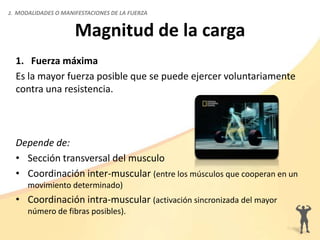 Magnitud de la carga
1. Fuerza máxima
Es la mayor fuerza posible que se puede ejercer voluntariamente
contra una resistencia.
Depende de:
• Sección transversal del musculo
• Coordinación inter-muscular (entre los músculos que cooperan en un
movimiento determinado)
• Coordinación intra-muscular (activación sincronizada del mayor
número de fibras posibles).
2. MODALIDADES O MANIFESTACIONES DE LA FUERZA
 