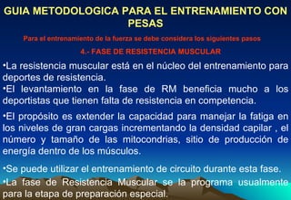 La resistencia muscular está en el núcleo del entrenamiento para deportes de resistencia. GUIA METODOLOGICA PARA EL ENTRENAMIENTO CON PESAS Para el entrenamiento de la fuerza se debe considera los siguientes pasos 4.- FASE DE RESISTENCIA MUSCULAR El levantamiento en la fase de RM beneficia mucho a los deportistas que tienen falta de resistencia en competencia.  El propósito es extender la capacidad para manejar la fatiga en los niveles de gran cargas incrementando la densidad capilar , el número y tamaño de las mitocondrias, sitio de producción de energía dentro de los músculos.  Se puede utilizar el entrenamiento de circuito durante esta fase.  La fase de Resistencia Muscular se la programa usualmente para la etapa de preparación especial. 