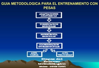 GUIA METODOLOGICA PARA EL ENTRENAMIENTO CON PESAS 