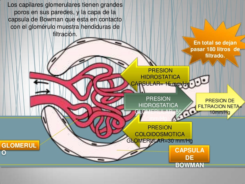 Fuerza de filtracion glomerular