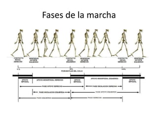 Fases de la marcha
 