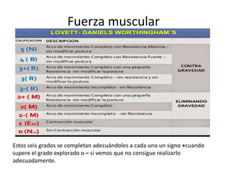 Fuerza muscular
Estos seis grados se completan adecuándoles a cada uno un signo +cuando
supere el grado explorado o – si vemos que no consigue realizarlo
adecuadamente.
 