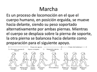 Marcha
Es un proceso de locomoción en el que el
cuerpo humano, en posición erguida, se mueve
hacia delante, siendo su peso soportado
alternativamente por ambas piernas. Mientras
el cuerpo se desplaza sobre la pierna de soporte,
la otra pierna se balancea hacia delante como
preparación para el siguiente apoyo.
 