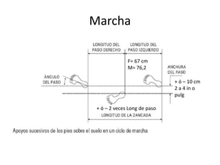 Marcha
+ ó – 10 cm
2 a 4 in o
pulg
F= 67 cm
M= 76,2
+ ó – 2 veces Long de paso
 