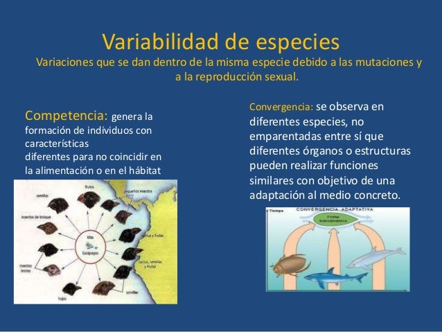 Fuerzas evolutivas