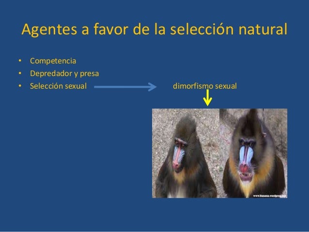 Fuerzas evolutivas