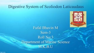 Fufal Bhavin M
Sem-3
Roll No:3
Department of Marine Science
M.K.B.U
Digestive System of Scoliodon Laticaudaus
 