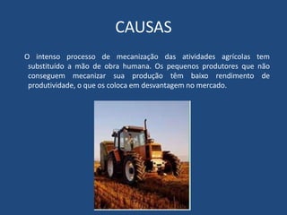 CAUSAS
O intenso processo de mecanização das atividades agrícolas tem
substituído a mão de obra humana. Os pequenos produtores que não
conseguem mecanizar sua produção têm baixo rendimento de
produtividade, o que os coloca em desvantagem no mercado.
 