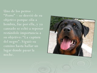 Uno de los perros -  “Perro” – se desvió de su objetivo porque olía a hembra, fue por ella, y ya cansado se echó a reposar restándole importancia a su objetivo: “La captura del negro”. Siguió su camino hasta hallar un lugar donde pasar la noche. 