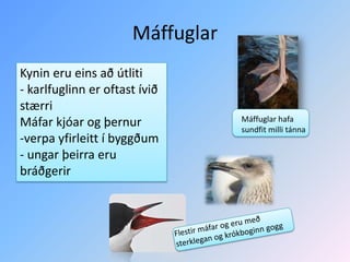 MáffuglarKynin eru eins að útliti- karlfuglinn er oftast ívið stærriMáfar kjóar og þernur-verpa yfirleitt í byggðum- ungar þeirra eru bráðgerirMáffuglar hafa sundfit milli tánnaFlestir máfar og eru með sterklegan og krókboginn gogg