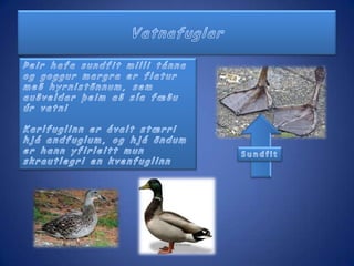 LandfuglarRánfuglar og uglur hafa gular og beittar klærÞeir hafa sterklegan krókboginn goggKarlin er minni og er með rauða bletti á hausnumKyn þessara fugla eru svipuð útlitsHjá ránfuglum og uglum er þó kvenfuglinn nokkru stærri