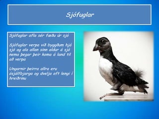 LandfuglarBjargdúfaSmyrillFálkiHaförnUglaLandfuglarnir eru:Bjargdúfa