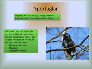 Spörfuglar Ungarnir eru ósjálfbjarga, yfirgefa hreiðrið þegar þeir eru orðnir eða að verða fleygirÞað eru níu tegundir spörfugla sem verpa á Íslandi, spörfuglar eru langstærsti ættbálkur fugla. Helst ástæður fyrir þessum rýra hluta spörfugla hér á landi eru:Einangrun landsinsSkógleysi Vætusöm veðrátta