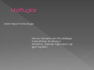 MáffuglarMáfar teljast til strandfuglaÞeir eru dýraætur sem lifa aðallega á sjávarfangi, en einnig á skordýrum, úrgangi, fuglsungum, eggjum og fleiru.