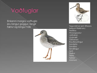 VaðfuglarEinkenni margra vaðfugla eru langur goggur, langir fætur og langur hálsTegundirnar sem tilheyra þessum flokkir eru:Heiðlóa HrossagaukurJaðrakanLóuþrællÓðinshaniRauðbrystingurSanderlaSandlóaSendlingurSpói StelkurTildraTjaldurÞórshani