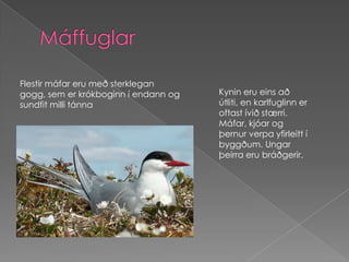 MáffuglarFlestir máfar eru með sterklegan gogg, sem er krókboginn í endann og  sundfit milli tánnaKynin eru eins að útliti, en karlfuglinn er oftast ívið stærri. Máfar, kjóar og þernur verpa yfirleitt í byggðum. Ungar þeirra eru bráðgerir.