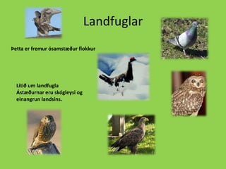 LandfuglarÞetta er fremur ósamstæður flokkurLítið um landfugla Ástæðurnar eru skógleysi og einangrun landsins.