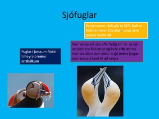 SjófuglarKynjamunur sjófugla er lítill, það er helst einhver stærðarmunur sem greinir kynin aðÞeir verpa við sjó, afla fæðu sinnar úr sjó en þeir eru fiskiætur og kafa eftir ætinu. Þeir ala allan sinn aldur á sjó nema þegar þeir koma á land til að verpaFuglar í þessum flokki tilheyra þremur ættbálkum