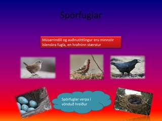 SpörfuglarMúsarrindill og auðnutittlingur eru minnstir íslenskra fugla, en hrafninn stærsturSpörfuglar verpa í vönduð hreiður 