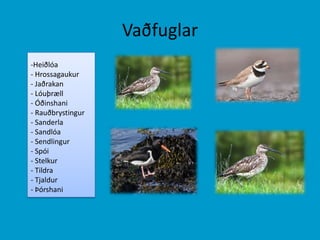 VaðfuglarHeiðlóa