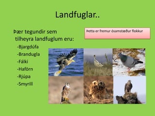 Landfuglar..   Þær tegundir sem tilheyra landfuglum eru:-Bjargdúfa-Brandugla -Fálki -Haförn-Rjúpa -SmyrillÞetta er fremur ósamstæður flokkur