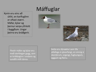 MáffuglarKynin eru eins að útliti, en karlfuglinn er oftast stærri. Máfar, kjóar og þernur verpa yfirleitt í byggðum. Ungar þeirra eru bráðgerir. Flestir máfar og kjóar eru með sterklegan gogg, sem er krókboginn í endann og sundfit milli tánna.Þetta eru dýraætur sem lifa aðallega á sjávarfangi, en einnig á skordýrum, úrgangi, fuglsungum, eggjum og fleiru.