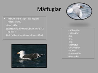 MáffuglarMáfum er oft skipt í tvo hópa til hægðarauka,     stóra máfa :    (svartbakur, hvítmáfur, sílamáfur o.fl.) og litla :    (t.d. hettumáfur, rita og stormmáfur).-Hettumáfur-Hvítmáfur-Kjói-Kría-Ríta-Sílamáfur -Silfurmáfur-Skúmur-Stormmáfur-Svartbakur