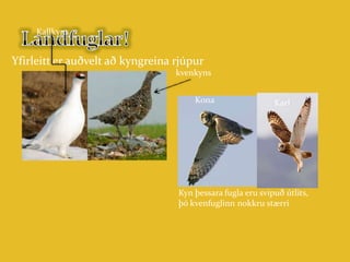 Afar lítið um landfugla hér á landi