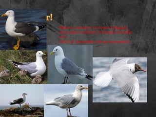 LandfuglarSmyrillRjúpaHaförnFálkiBranduglaBjargdúfa