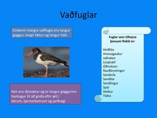 VaðfuglarFuglar sem tilheyra þessum flokki er:HeiðlóaHrossagaukurJaðrakanLóuþrællÓðinshaniRauðbrystingurSanderlaSandlóaSendlingurSpóiStelkurTildraEinkenni margra vaðfugla eru langur goggur, langir fætur og langur hálsÞeir eru dýraætur og er langur goggurinn hentugur til að grafa eftir æti í leirum, tjarnarbotnum og jarðvegi 