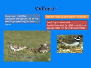 VaðfuglarKynjamunur er lítill hjá vaðfuglum, karlfuglinn er þó oft ívið skrautlegri og kvenfuglinn aðeins stærri Vaðfuglar helga sér óðul og pörin verpa stök Sumir fuglarnir eru meiri þurrlendistegundir og hafa fremur stuttan gogg og fætur eins og sandlóa og heiðlóa