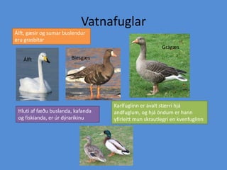 VatnafuglarÁlft, gæsir og sumar buslendur eru grasbítar GrágæsBlesgæsÁlftKarlfuglinn er ávalt stærri hjá andfuglum, og hjá öndum er hann yfirleitt mun skrautlegri en kvenfuglinn Hluti af fæðu buslanda, kafanda og fiskianda, er úr dýraríkinu