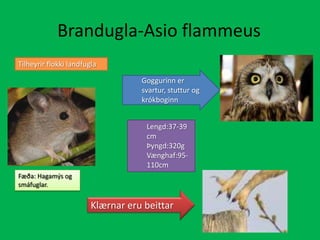 Brandugla-AsioflammeusTilheyrir flokki landfuglaGoggurinn er svartur, stuttur og krókboginnLengd:37-39 cmÞyngd:320gVænghaf:95-110cmFæða: Hagamýs og smáfuglar. Klærnar eru beittar