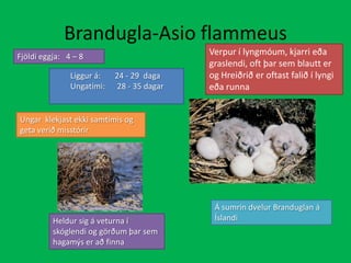 Brandugla-AsioflammeusVerpur í lyngmóum, kjarri eða graslendi, oft þar sem blautt er og Hreiðrið er oftast falið í lyngi eða runnaFjöldi eggja:   4 – 8Liggur á:       24 - 29  daga Ungatími:      28 - 35 dagar Ungar  klekjast ekki samtímis og geta verið misstórirÁ sumrin dvelur Branduglan á ÍslandiHeldur sig á veturna í skóglendi og görðum þar sem hagamýs er að finna