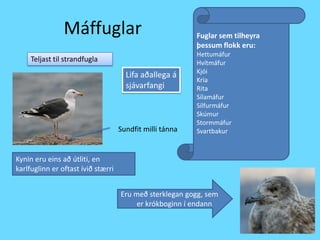 MáffuglarFuglar sem tilheyra þessum flokk eru:HettumáfurHvítmáfurKjóiKría RitaSílamáfur SilfurmáfurSkúmurStormmáfurSvartbakurTeljast til strandfuglaLifa aðallega á sjávarfangiSundfit milli tánnaKynin eru eins að útliti, en karlfuglinn er oftast ívið stærriEru með sterklegan gogg, sem er krókboginn í endann 
