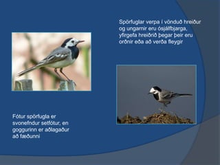 Spörfuglar verpa í vönduð hreiður og ungarnir eru ósjálfbjarga, yfirgefa hreiðrið þegar þeir eru orðnir eða að verða fleygirFótur spörfugla er svonefndur setfótur, en goggurinn er aðlagaður að fæðunni