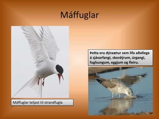 MáffuglarÞetta eru dýraætur sem lifa aðallega á sjávarfangi, skordýrum, úrgangi, fuglsungum, eggjum og fleiru.Máffuglar teljast til strandfugla