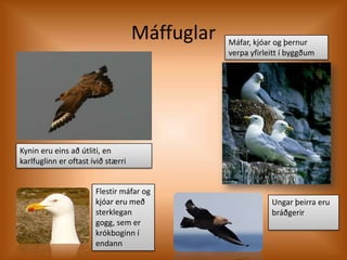 MáffuglarMáfar, kjóar og þernur verpa yfirleitt í byggðumKynin eru eins að útliti, en karlfuglinn er oftast ívið stærriFlestir máfar og kjóar eru með sterklegan gogg, sem er krókboginn í endannUngar þeirra eru bráðgerir