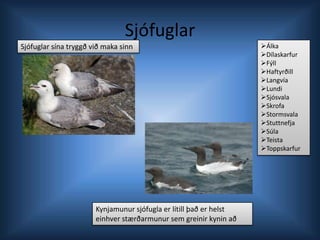 SjófuglarSjófuglar sína tryggð við maka sinn Álka