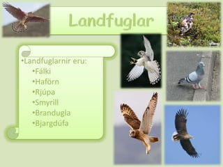Landfugla