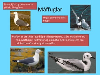 MáffuglarMáfar, kjóar og þernur verpa yfirleitt í byggðumUngar þeirra eru fljótt fleygirMáfum er oft skipt í tvo hópa til hægðarauka, stóra máfa sem eru m.a.svartbakur, hvítmáfur og sílamáfur og litla máfa sem eru t.d. hettumáfur, rita og stormmáfurSílamáfurRita