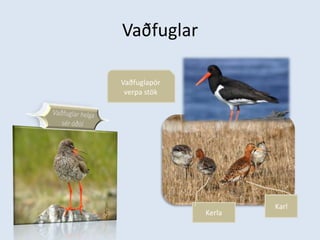 VaðfuglarVaðfuglapör verpa stökVaðfuglar helga sér óðölKarl Kerla