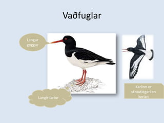VaðfuglarLangur goggurKarlinn er skrautlegari en kerlanLangir fætur